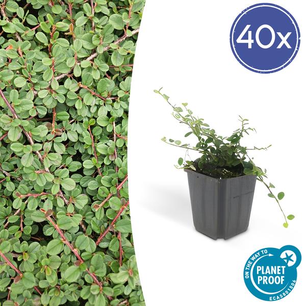 40x Cotoneaster pr. 'Queen of Carpets' - ↕10-25cm - Ø9cm