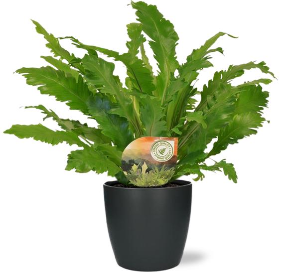 Asplenium Campio - Ø17cm - ↕50cm + Pot Brussels D18x17cm - Antraciet