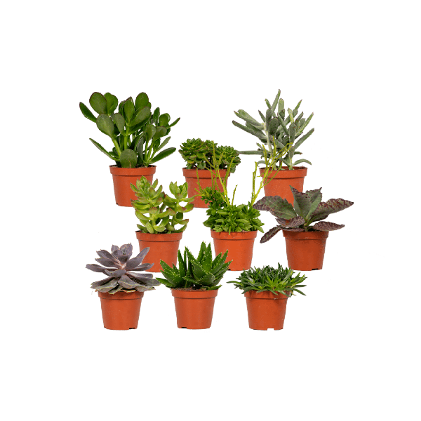 Everspring - Succulenten Mix - 18 stuks - 10 cm - Ø8,5