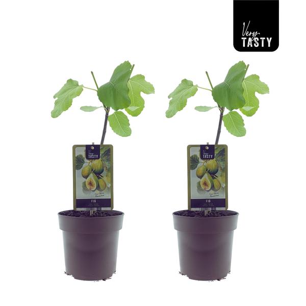 Ficus Panachee (15019) - Ø15cm - ↕40cm