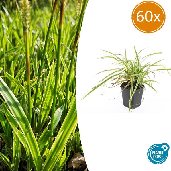 60x Carex morrowii 'Aureovariegata'  - ↕10-25cm - Ø9cm