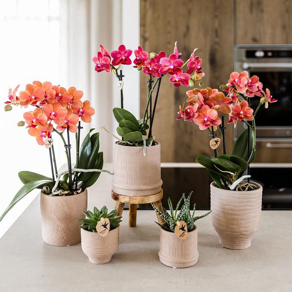 Kolibri Orchids | Rode orchidee Congo + Bali sierpot sand - potmaat Ø9cm | bloeiende kamerplant - vers van de kweker