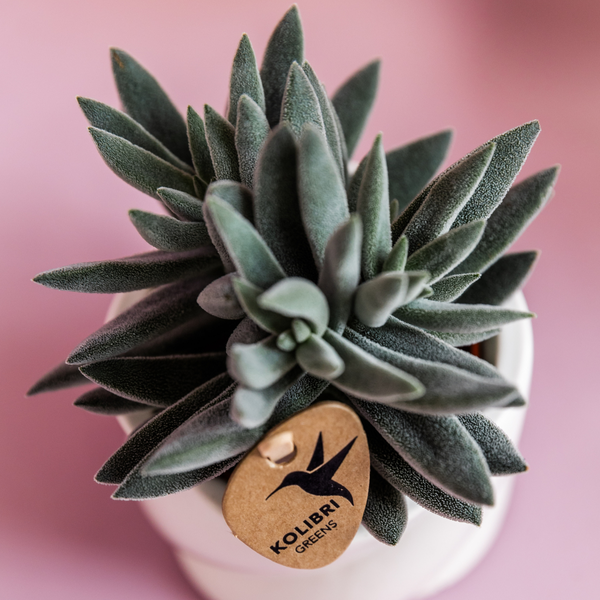 Kolibri Greens | Groene plant - Succulent Tarantula - groene kamerplant - vers van de kweker - Ø6cm