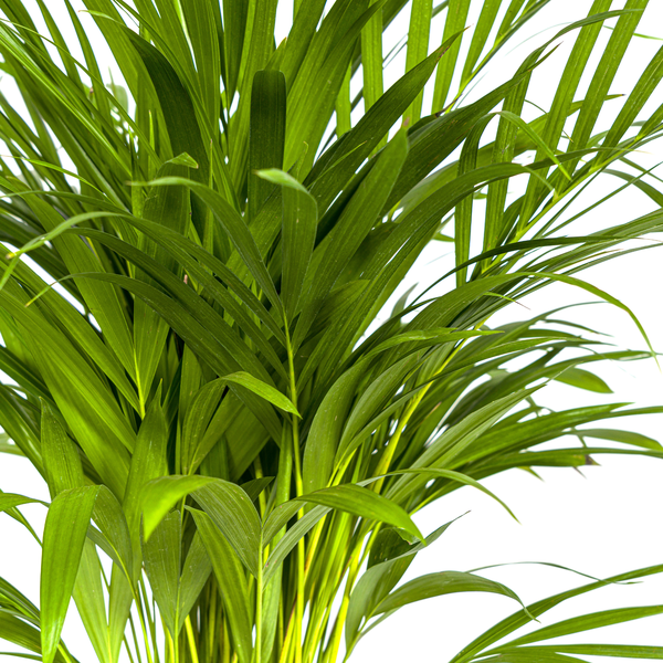 Dypsis Areca Lutescens Ø19cm - ↕80 - 100cm