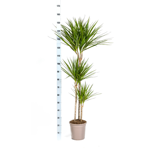 Dracaena Marginata Green Ø24cm - ↕130 - 150cm