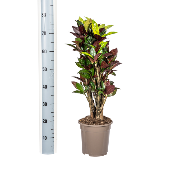 Codiaeum 'Croton' Iceton Ø21cm - ↕60 - 80cm