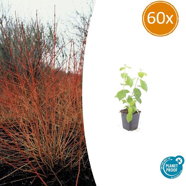 60x Cornus sang. 'Midwinter Fire' - ↕10-25cm - Ø9cm