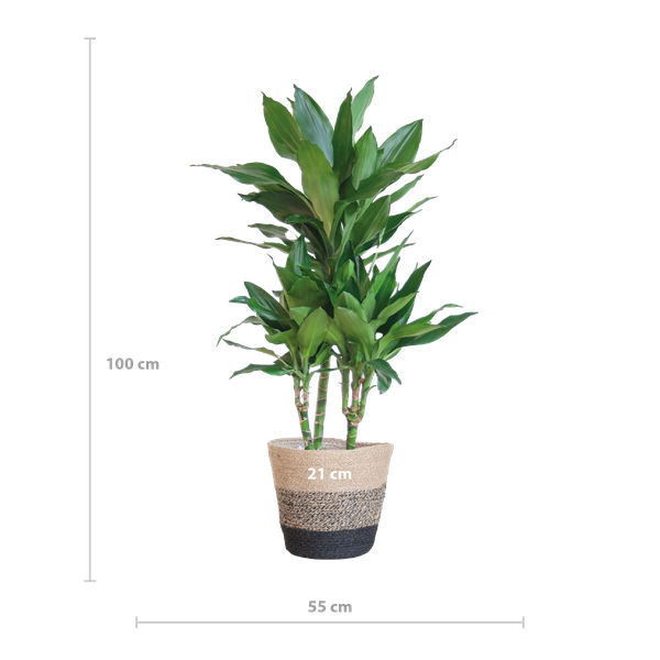 Dracaena  Janet Lindt met Mand Lissabon zwart - 95cm - Ø21