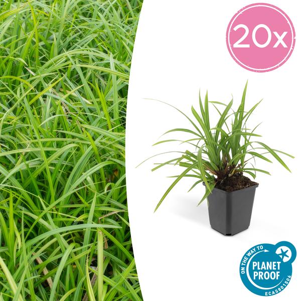 20x Carex morrowii 'Irish Green' - ↕10-25cm - Ø9cm