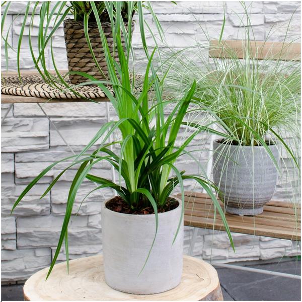 6 x Carex morrowi 'Irish Green' - Ø 14 cm - ↨ 25 cm