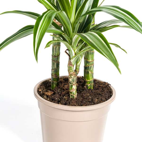 Dracaena Deremensis White Stripe Ø21cm - ↕90 - 110cm