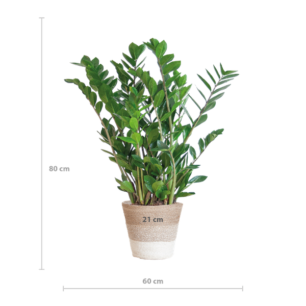 Zamioculcas Zamiifolia met Mand Lissabon wit  - 80cm - Ø21