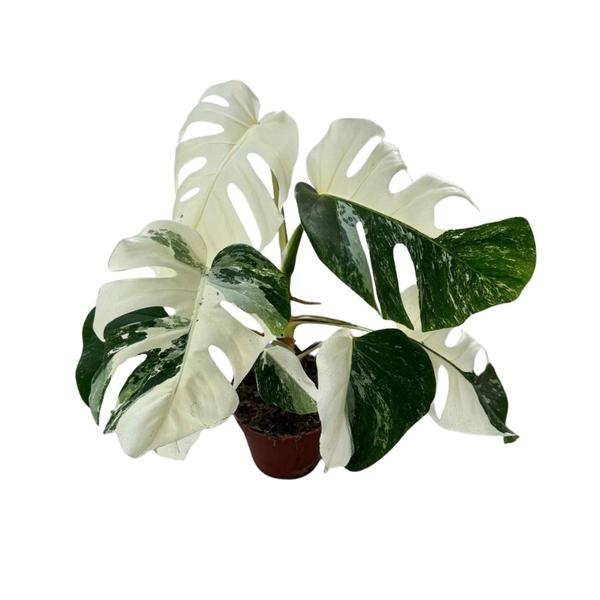 Monstera Deliciosa Variegata Super White - Ø15cm - ↕40cm