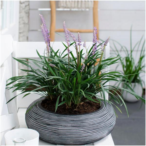 3 x Liriope muscari 'Ingwersen' - Ø 14 cm - ↨ 25 cm