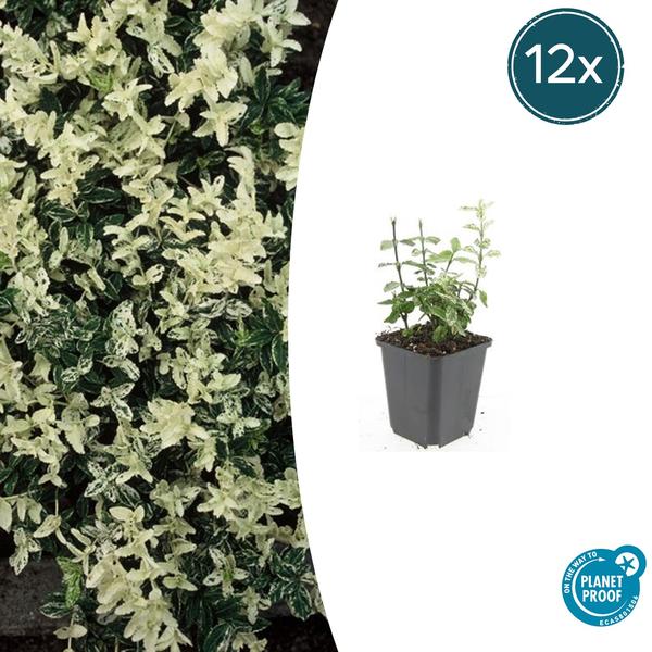 12x Euonymus fort. 'Harlequin' - ↕10-25cm - Ø9cm