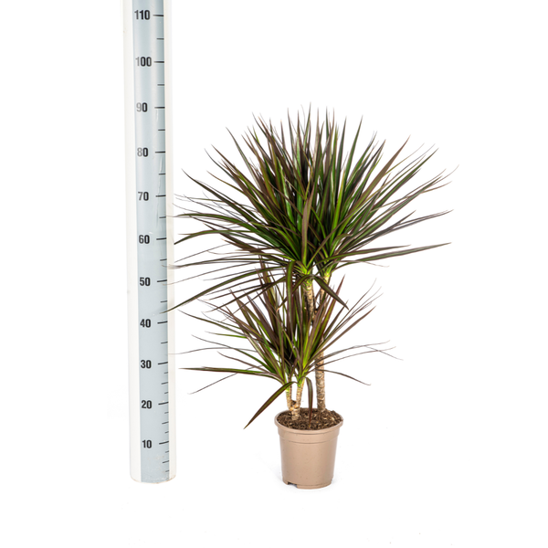 Dracaena Marginata Magenta Ø17cm - ↕50 - 70cm