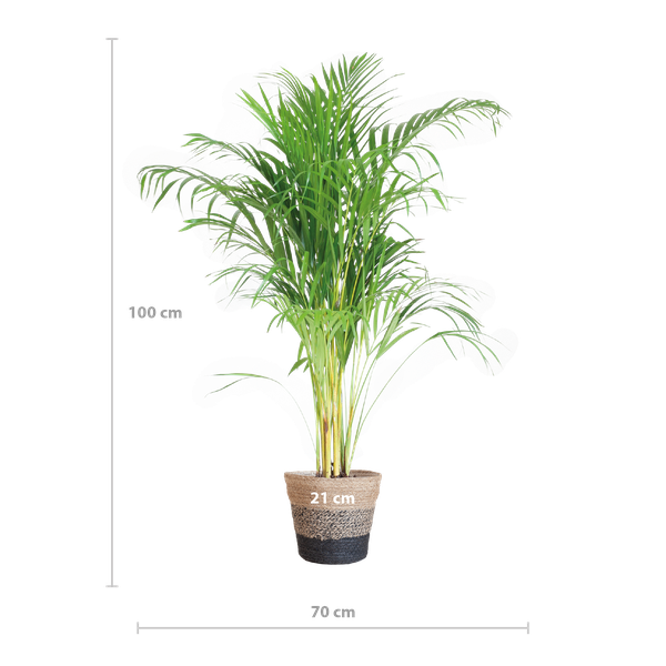 Areca Palm (Dypsis) met Lissabon mand zwart - 100cm - Ø21