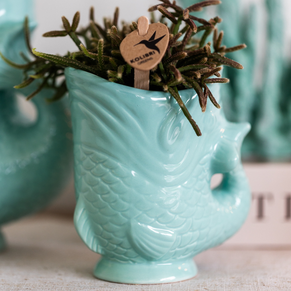 Kolibri Orchids | Planten set Fish Turquoise | Set met witte Phalaenopsis orchidee Amabilis Ø9cm en groene plant Succulent Crassula Hobbit Ø6cm | incl. turquoise keramieken sierpotten