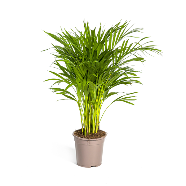 Dypsis Areca Lutescens Ø19cm - ↕80 - 100cm