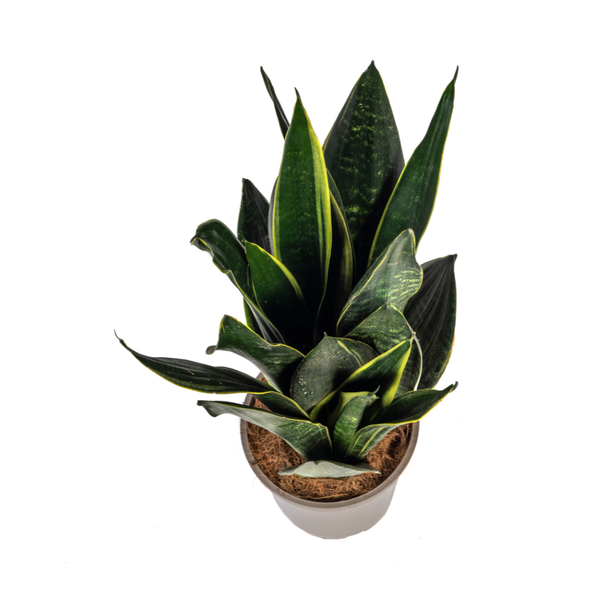 Sansevieria Trifasciata Futura Black Ø17cm - ↕45 - 55cm