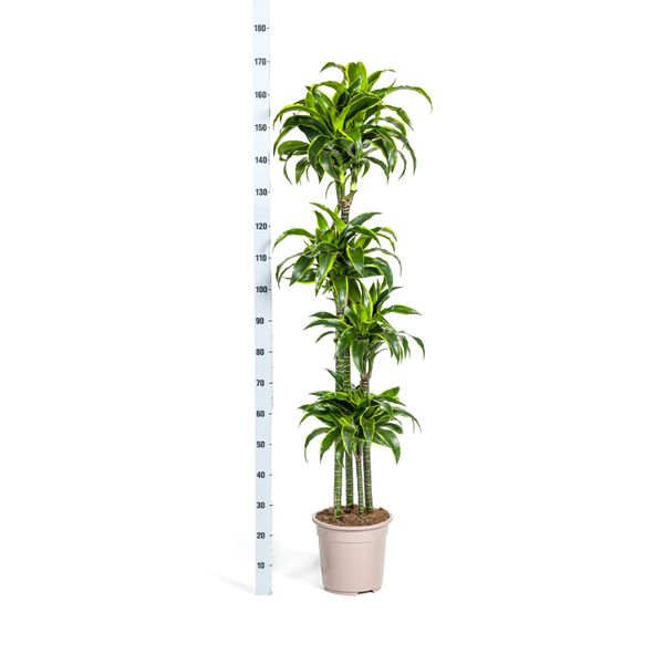 Dracaena Deremensis Dorado Ø27cm - ↕170 - 190cm