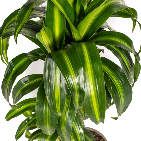 Dracaena Deremensis Hawaiian Sunshine Ø19cm - ↕70 - 90cm