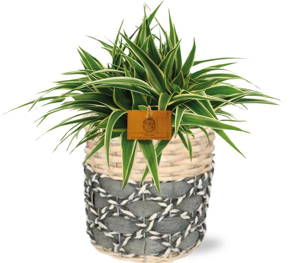 Chlorophytum Ocean - Ø15cm - ↕25cm + Lexi Pot D17x17cm - Grijs