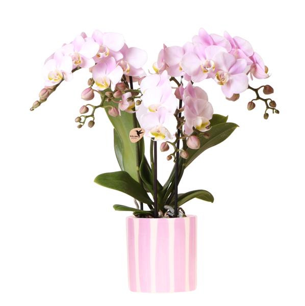 Kolibri Orchids | Roze Phalaenopsis orchidee Portugal + Painted Stripe pot roze - potmaat Ø9cm | bloeiende kamerplant - vers van de kweker