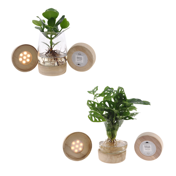 Kingston glas + LED Duo Monstera/Clusia - 2 stuks - Ø12cm - ↕30cm