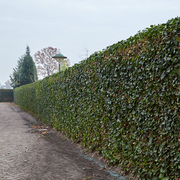 Hedera Hibernica - Klimop - Kant-en-Klaar Haag |  ↔120cm - ↨120 cm