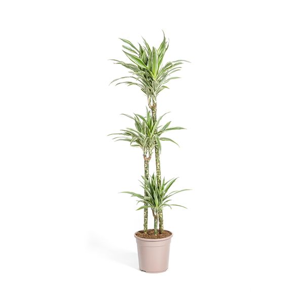 Dracaena Deremensis White Stripe Ø24cm - ↕130 - 150cm