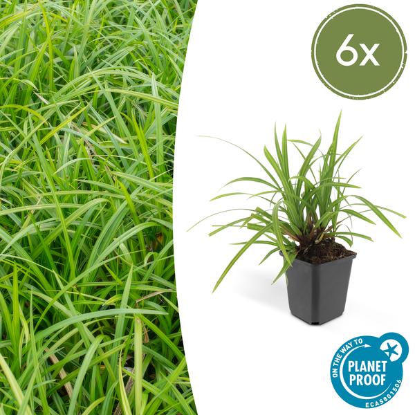 6x Carex morrowii 'Irish Green' - ↕10-25cm - Ø9cm