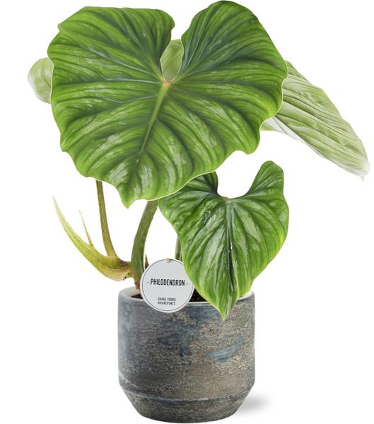 Philodendron Plowmanii - Ø15cm - ↕50cm + Lars Pot D16x14cm - Grijs