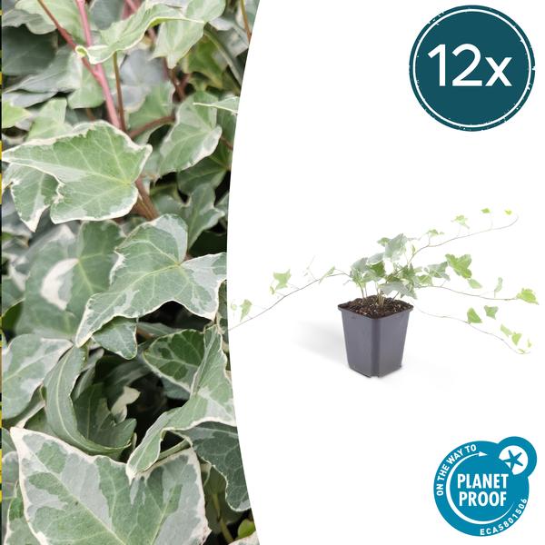 12x Hedera helix 'Glacier' - ↕10-25cm - Ø9cm