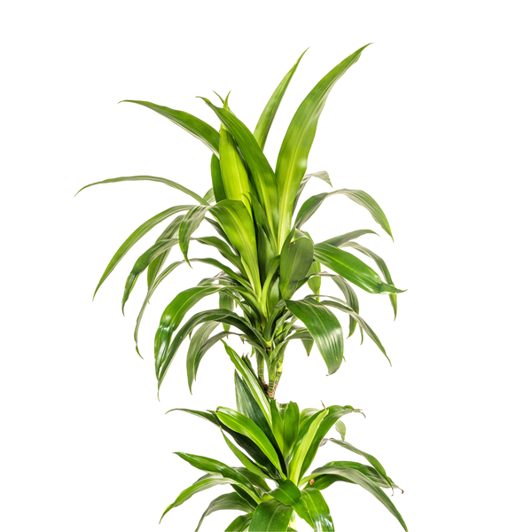 Dracaena Deremensis Lisa Ø19cm - ↕70 - 90cm