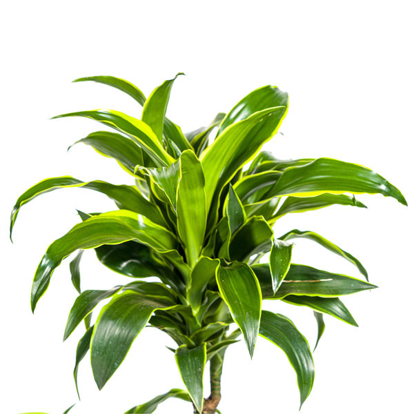 Dracaena Deremensis Dorado Ø21cm - ↕100 - 120cm