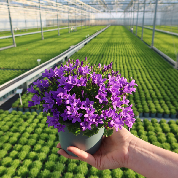 2x Campanula Addenda Ambella Intense purple in Malaga sierpotten - potmaat 12cm - vaste plant - winterhard