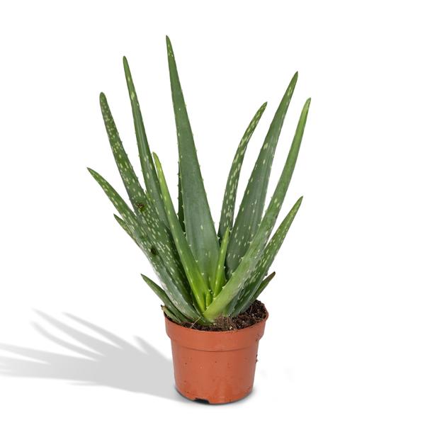 Aloe vera - Ø12cm - ↕40cm - Ø12 - ↨40cm