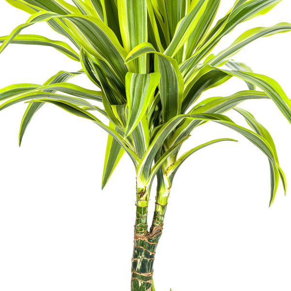 Dracaena Deremensis Lemon Lime Ø21cm - ↕90 - 110cm