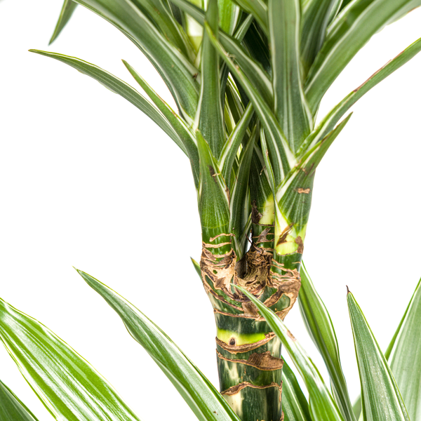 Dracaena Deremensis White Stripe Ø19cm - ↕70 - 90cm