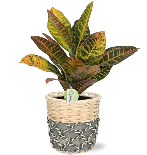 Codiaeum Petra - Ø17cm - ↕45cm + Lexi Pot D19x19cm - Grijs