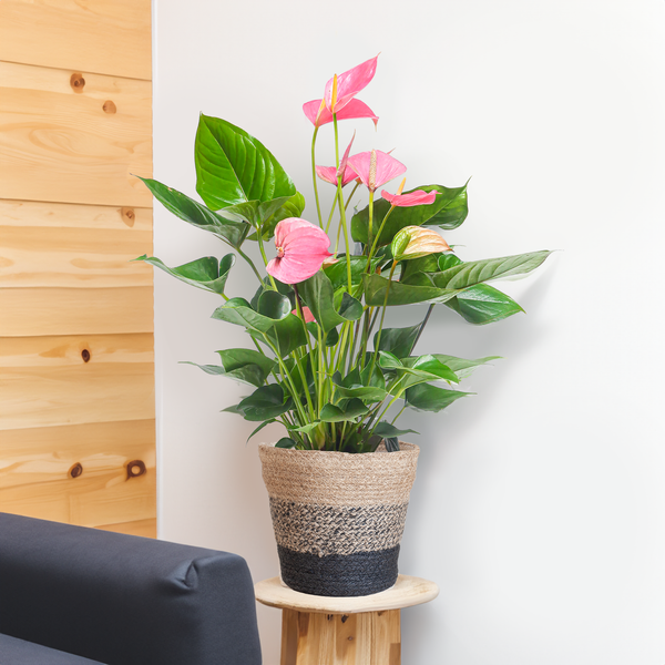 Anthurium Pink explosion met Lissabon mand zwart - 55cm - Ø17