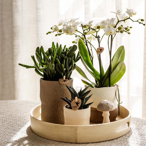 Kolibri Company | Plantenset Slow Living | Witte Phalaenopsis Orchidee Lausanne en Succulenten incl. keramieken sierpotten