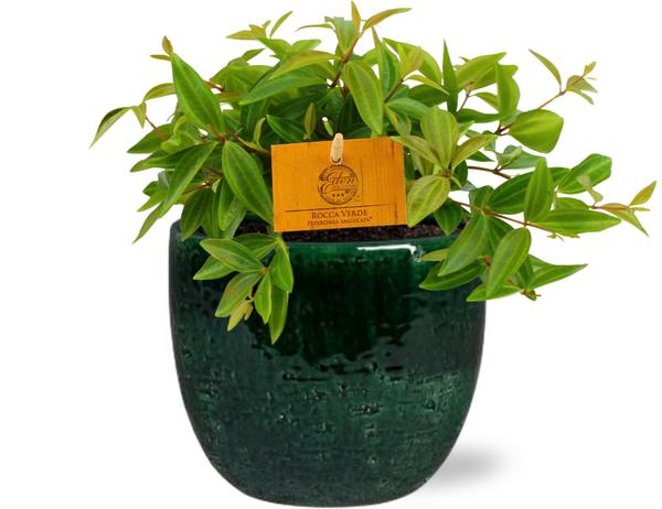 Peperomia Ang. Rocca Vivace - Ø11cm - ↕15cm + Jolin Pot D11x12cm - Groen