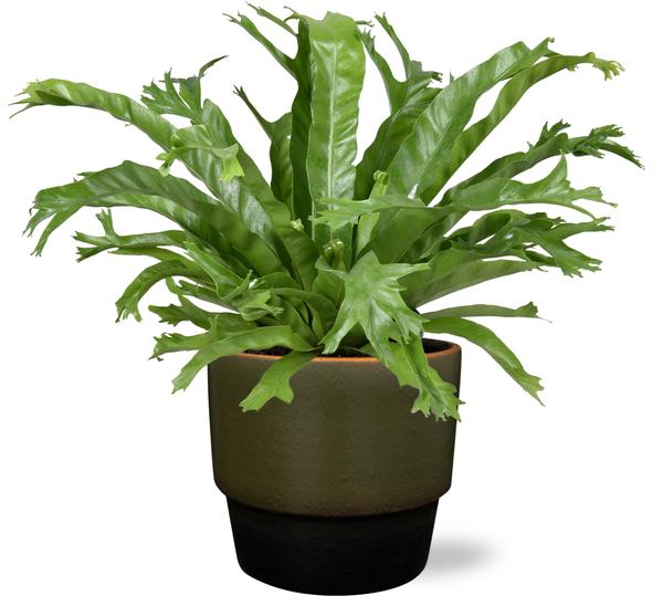 Asplenium Nidus Crissie - Ø17cm - ↕40cm + Erik Pot D18x15cm - Donker Groen