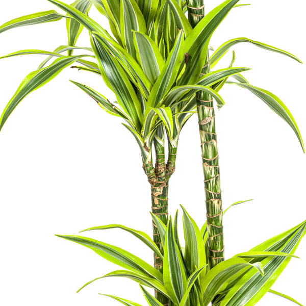 Dracaena Deremensis Lemon Lime Ø24cm - ↕130 - 150cm