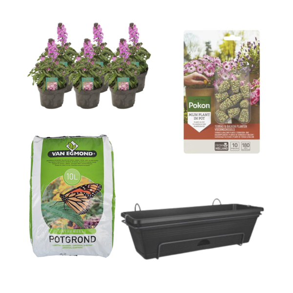 Balkonbak Zwart DIY-set - Erysimum Linifolium 'Bowles Mauve'