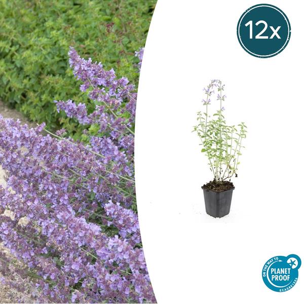 12x Nepeta 'Walker's Low' - ↕10-25cm - Ø9cm