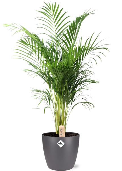 Dypsis Lutescens (Areca) - Ø24cm - ↕110cm + Pot Brussels D25x23cm - Antraciet