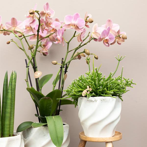 Kolibri Orchids | COMBI DEAL van 4 Roze phalaenopsis orchideeën - Andorra - potmaat Ø9cm | bloeiende kamerplant - vers van de kweker